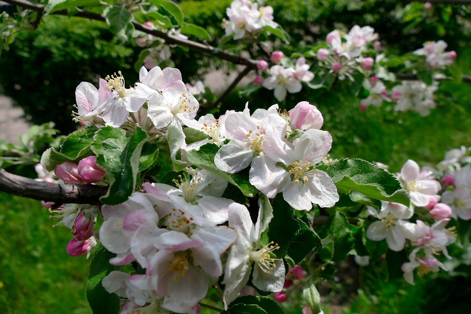 Чем подкормить яблоню во время и до цветения весной