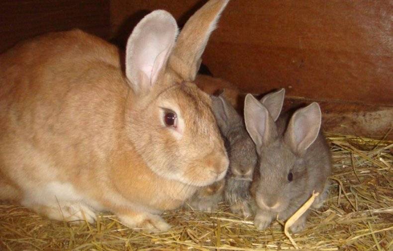Когда можно отсаживать крольчат от крольчихи и чем кормить?