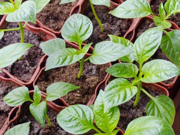 Плохо растет рассада перца – что делать и как помочь растению?