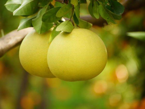 Как едят помело фрукт и чем он полезен для здоровья