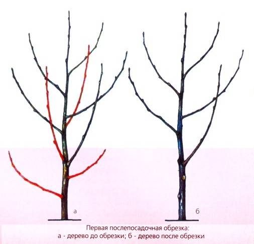 Обрезка вишни: как правильно обрезать, осенью или весной, схема для новичков