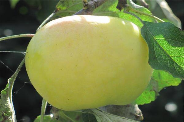 Сорт яблони белый налив (папировка): описание, фото