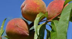 Персик редхейвен – райский плод