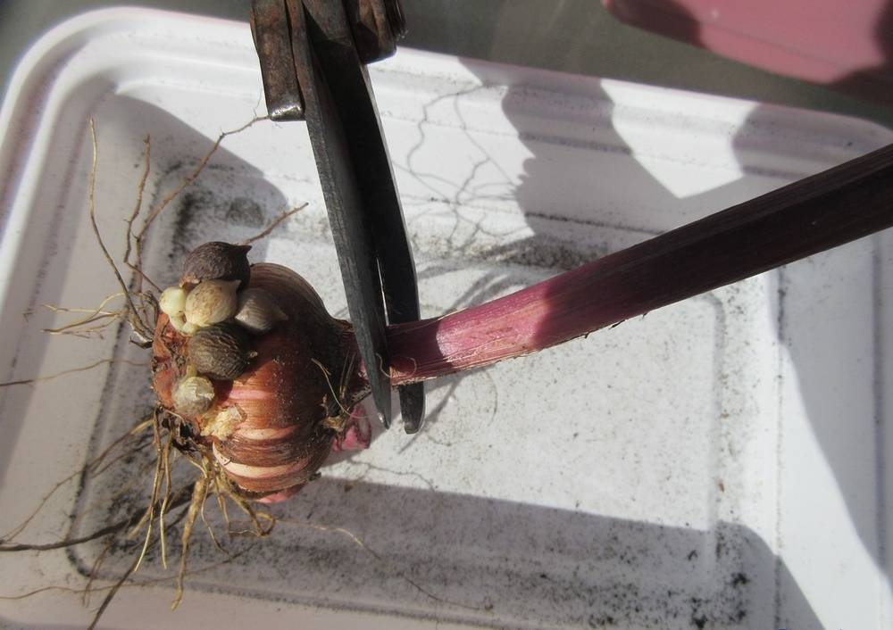 Как хранить луковицы гладиолусов зимой