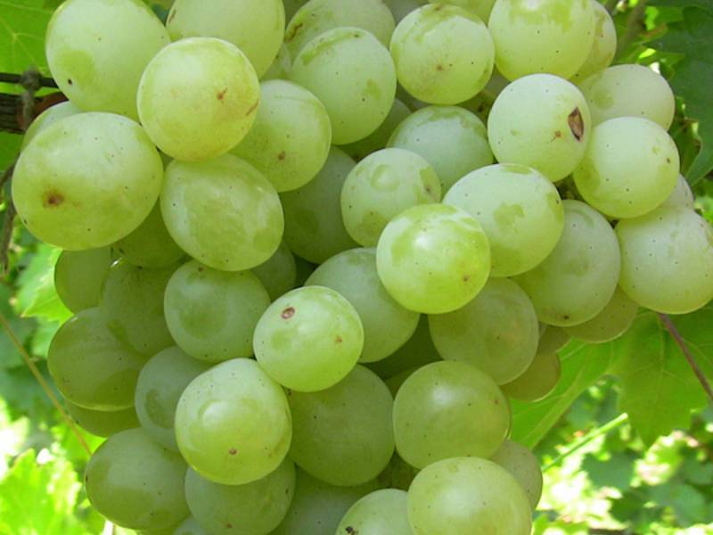 Виноград сорта «плевен», описание и фото