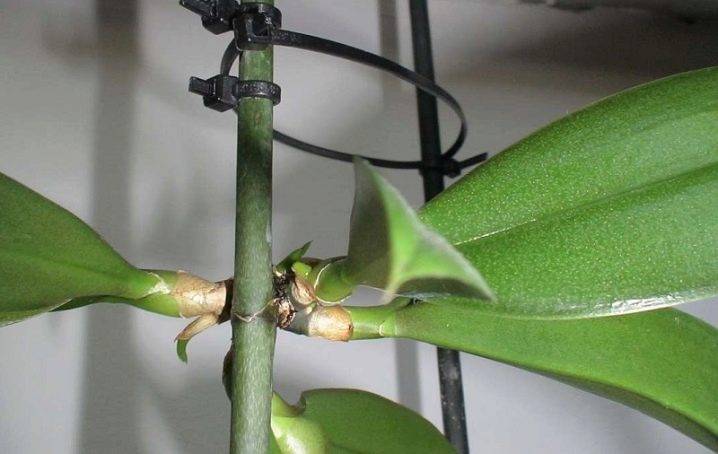 Нужно ли отделять детку у орхидеи фаленопсис. как правильно отсадить детку орхидеи от материнского растения