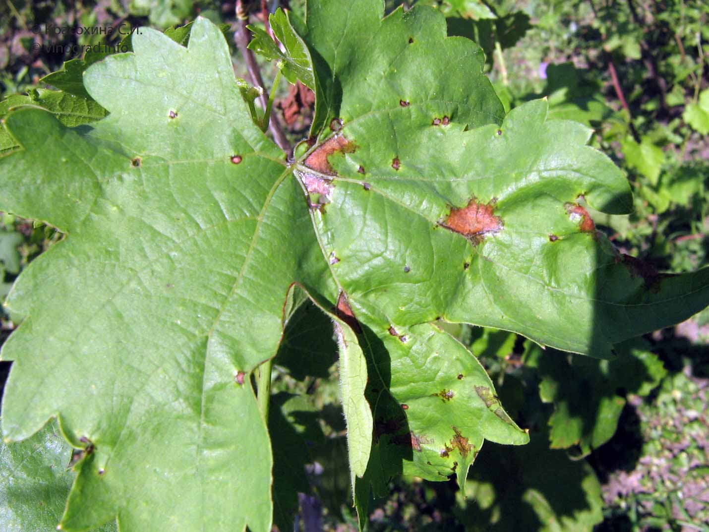 Антракноз винограда — лечение народными средствами, меры борьбы и препараты