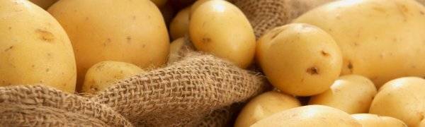 Характеристика сорта картофеля королева анна: описание и фото, выращивание, уход и другие нюансы