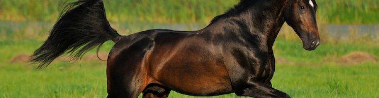 Голштинская порода лошадей: история, характеристика, фото | мои лошадки