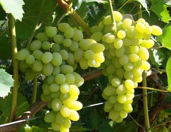 Виноград "плевен: описание сорта, фото, отзывы