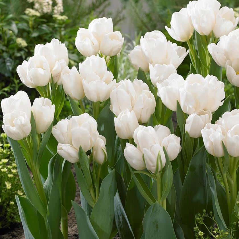 Тюльпаны Пломбир — описание сорта и фото «мороженого»