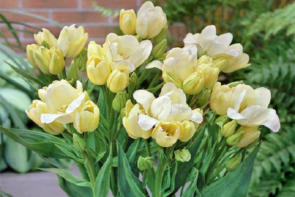 Сорта тюльпанов. фото и названия с описанием