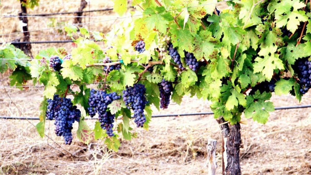 Как правильно укрывать виноград на зиму