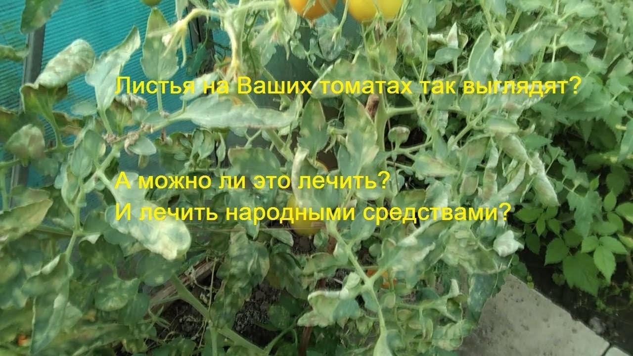 Почему желтеют листья у помидоров в теплице и открытом грунте?
