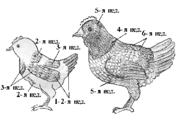 О том, как определять пол суточного цыпленка и отличать курочку от петушка