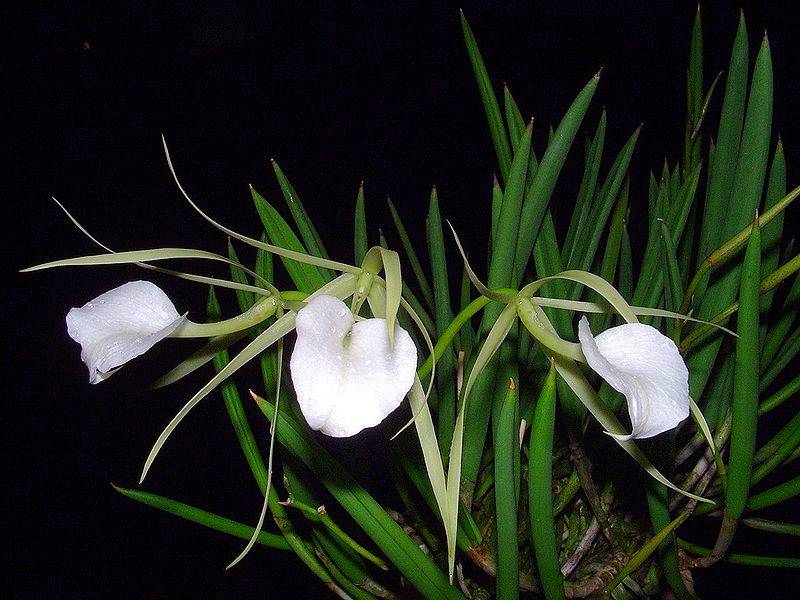 Орхидея брассавола - herbgid.ru