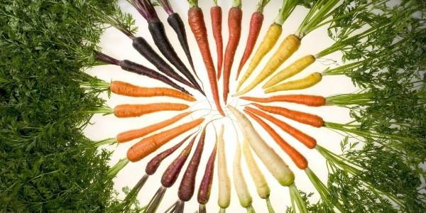 Какие витамины в моркови - полезные свойства моркови