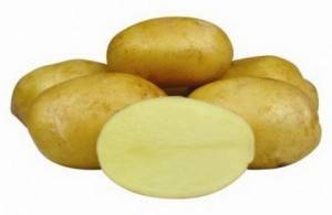 Картофель джелли: характеристика и описание сорта, фото, отзывы