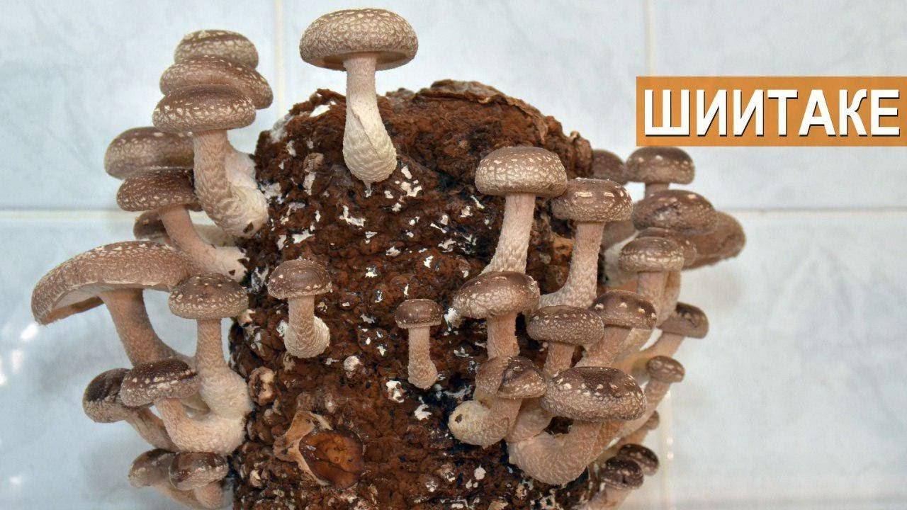 Выращивание грибов шиитаке в домашних условиях, рекомендации для новичков