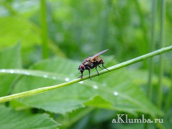 Луковая муха: как с ней бороться, народным средствами, чем обработать