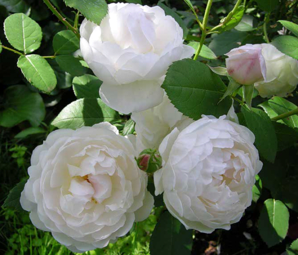 Описание лучших сортов голландских роз: самые высокие и красивые, как растут