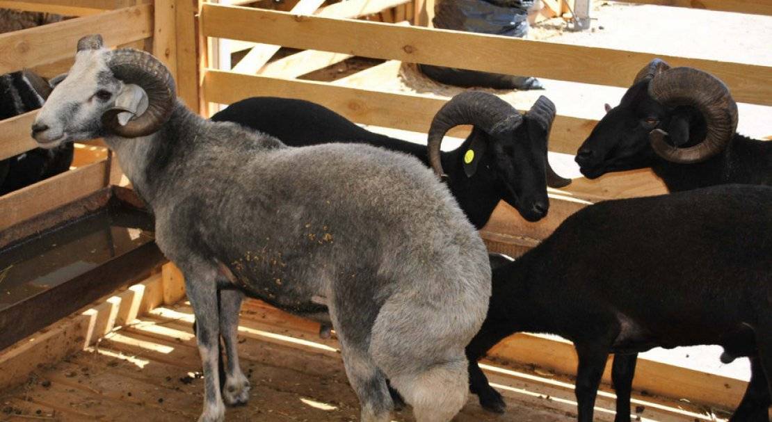ᐉ карачаевская порода овец: описание и характеристики - zooon.ru