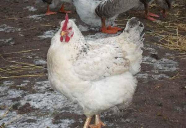 Цыплята мастер грей: отличия породы, особенности разведения и ухода.