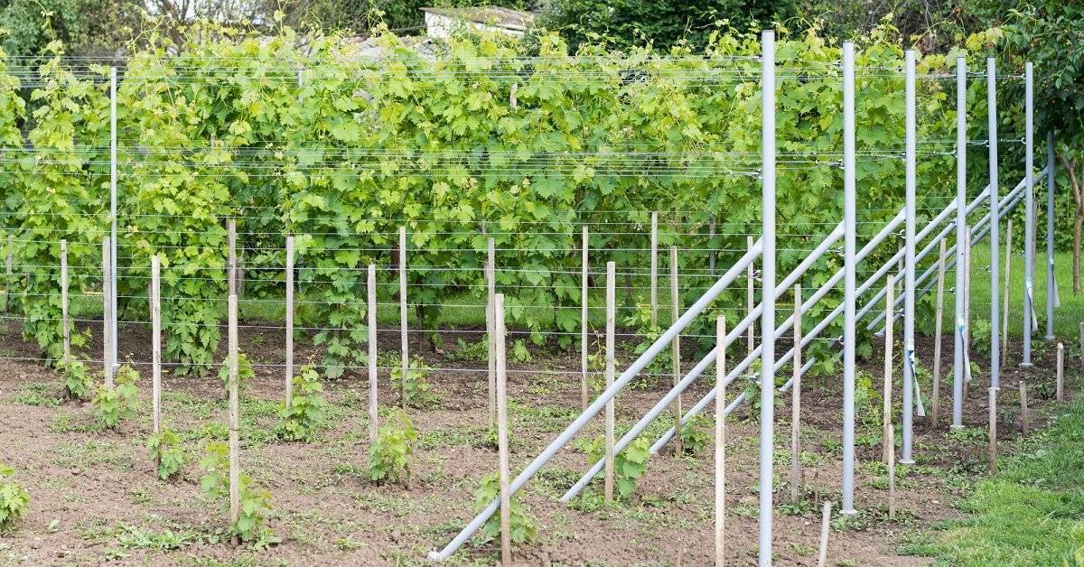 Посадка винограда весной: как посадить саженцами или черенками, видео для начинающих