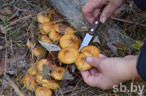Грибных дел мастер: как выжить в лесу при сборе грибов, если ты потерялся