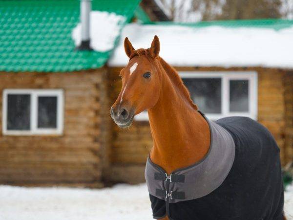 Попона для лошади (25 фото): что это такое? зимние флисовые и дождевые модели. как определить размеры попоны?