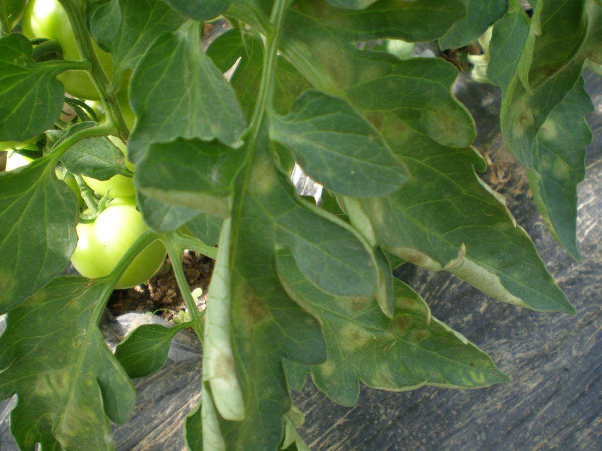 Пятна на листьях томатов