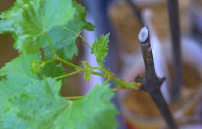 Укоренение черенков  винограда в домашних условиях