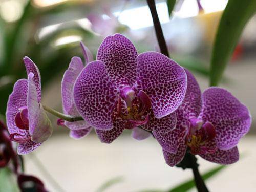 Почему не цветет орхидея в домашних условиях и что делать?