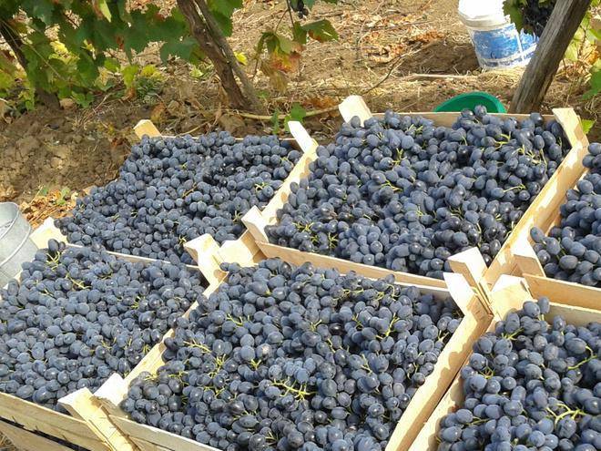 Как правильно сохранить зимой черенки винограда до весны в домашних условиях (в погребе), срезанные осенью