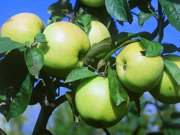 Яблоня шафран — описание сорта, фото, отзывы