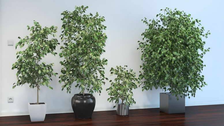 Превосходное растение для жилища и офиса — фикус бенджамина «пестролистный»