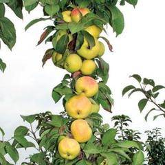 Описание  особенностей сорта яблони джин