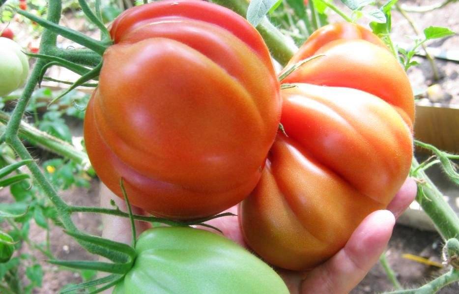 Выращивание рассады томатов без земли