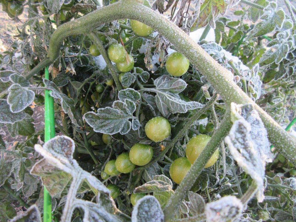 Чем подкормить томаты после заморозка. замерзли помидоры в теплице: что делать, как лечить
