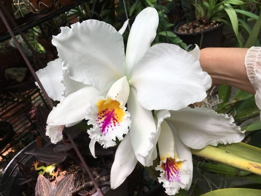 Каттлея – роскошная королева орхидей