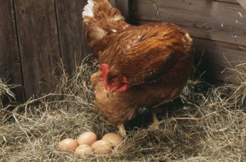 Сколько дней курица высиживает яйца до цыпленка