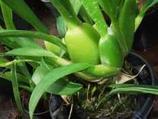 Камбрии - симподиальные орхидеи - домашние растения