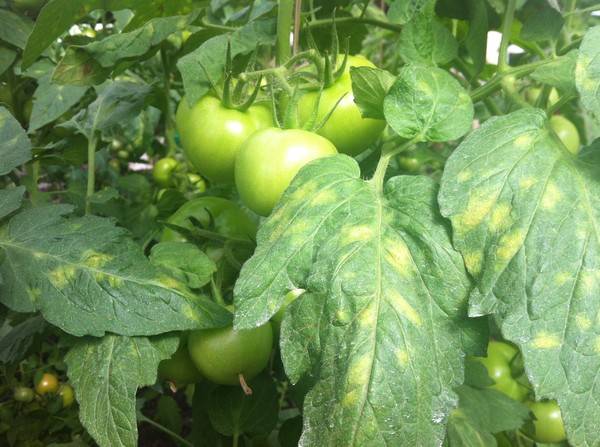 Как вырастить помидоры в теплице пошаговая инструкция