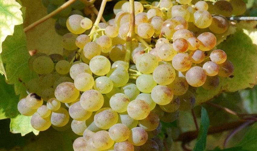 Выращивание винограда солярис