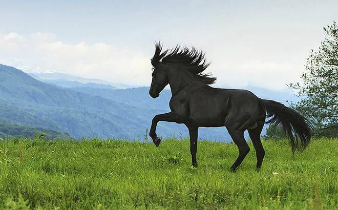Кавказские жемчужины – описание лошадей карачаевской породы