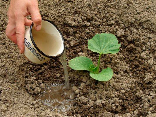 Как сажать кабачки рассадой и семенами в открытый грунт