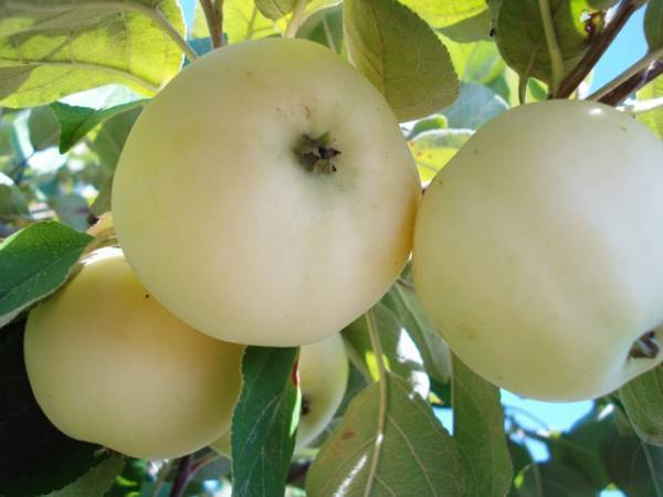 Сорт яблока папировка - описание, характеристика и отзывы, а также особенности выращивания данного сорта