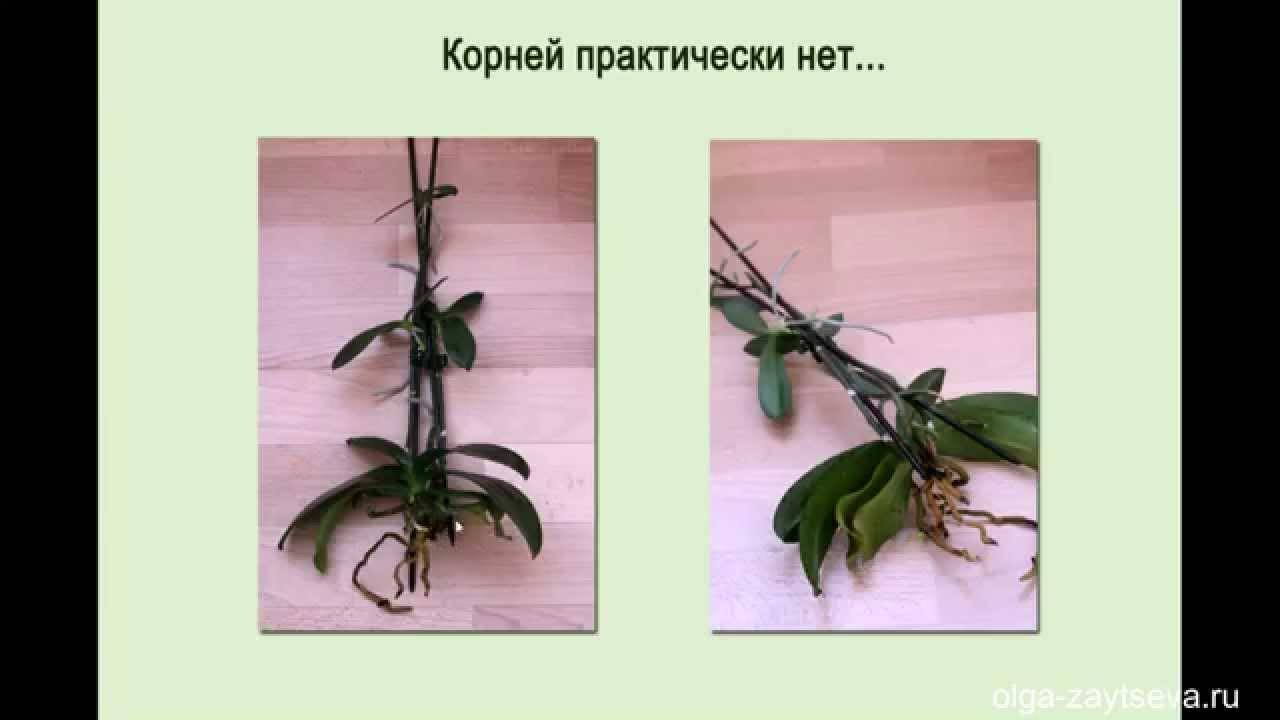 Как получить потомство орхидеи? выращивание детки на цветоносе