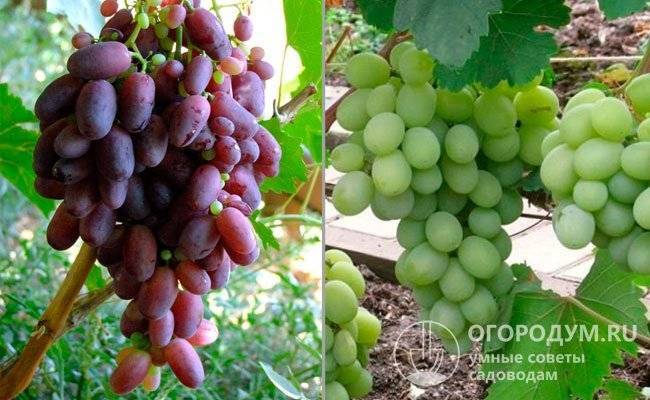 Характеристики сорта винограда Юлиан — особенности выращивания