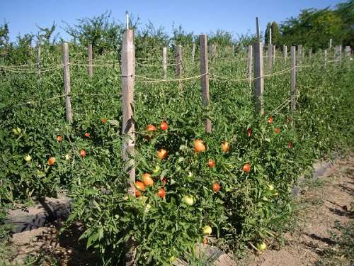 Как правильно подвязывать высокорослые томаты (помидоры) в открытом грунте